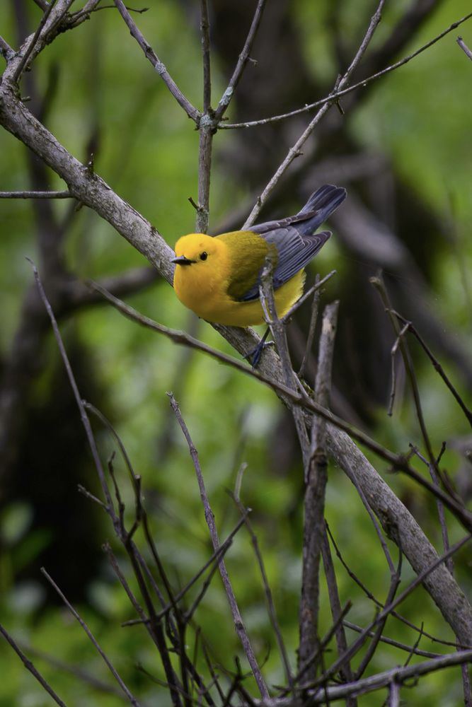 prothonotary warbler