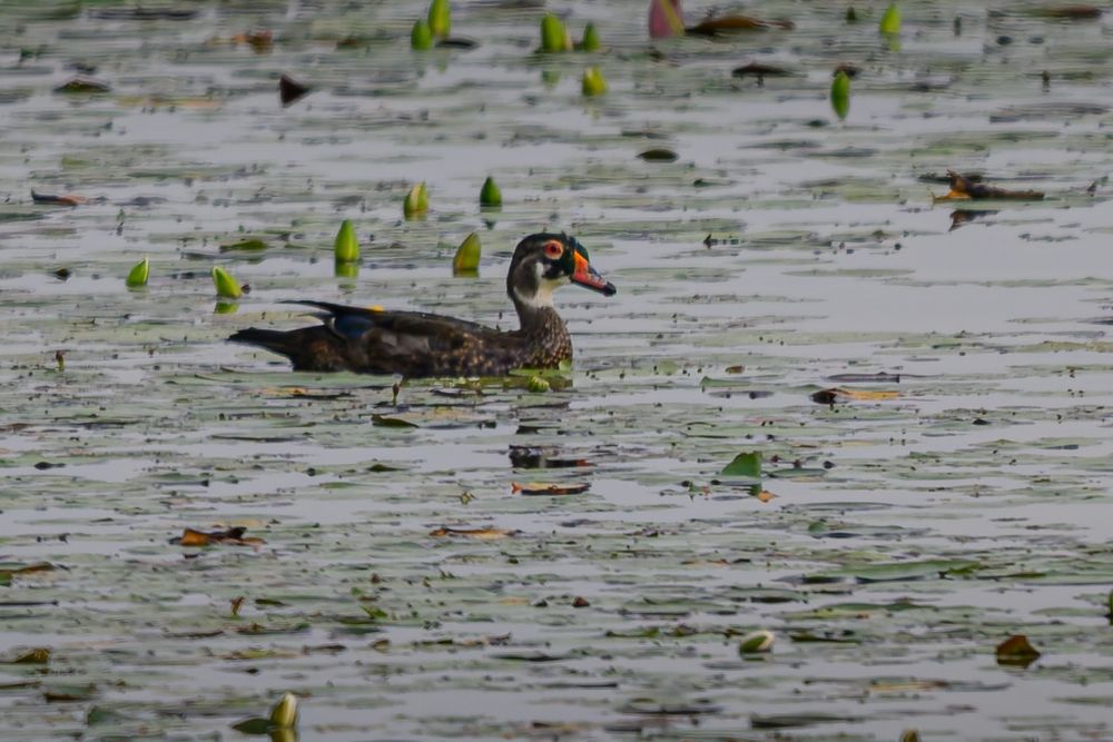 Wood duck on the water