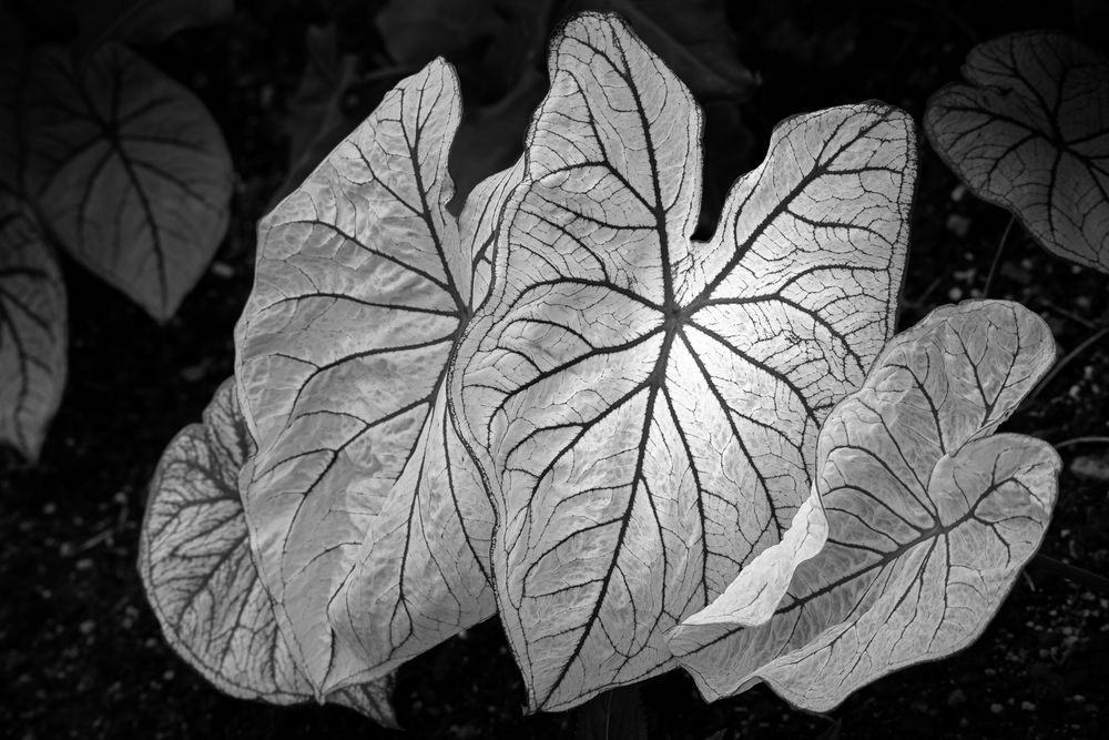 Black and white picture of caladium leaves