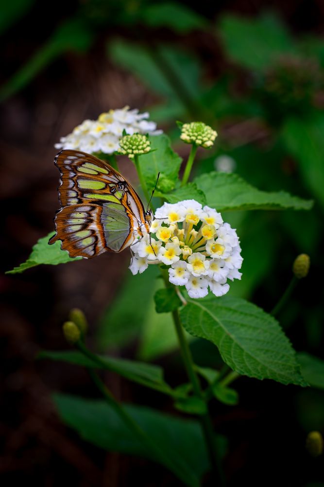 Malachite butterfly perched on a flower