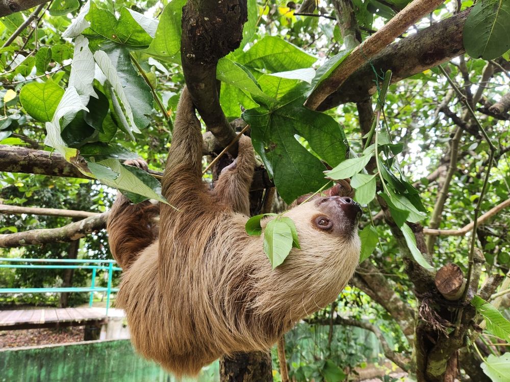 Our sloth at a rescue center eating some leaves