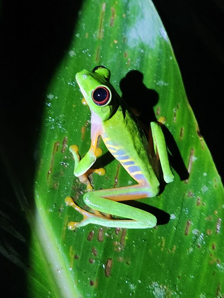Red eyed tree frog 