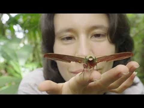 Mothbox - Wildlabs Award 2024
