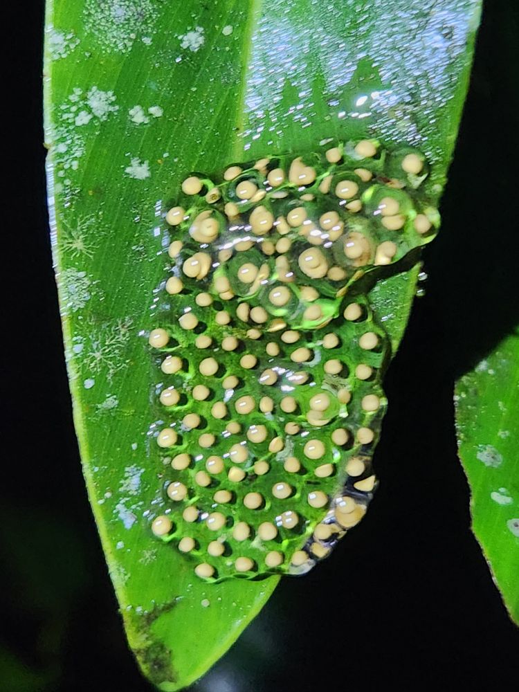 Eggs