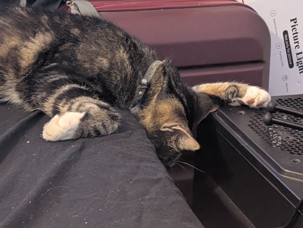 A photo of KitKat the cat fast asleep, most of his body on the bed, one paw on the PC case by the bed, his head hanging down between the gap between the two.