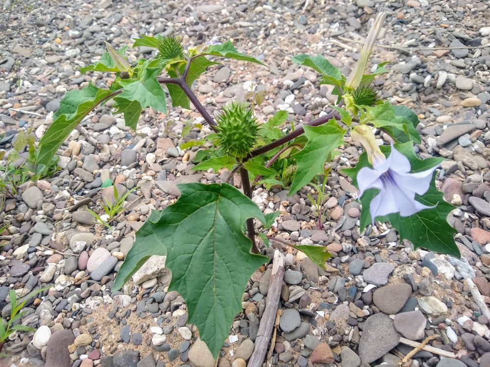 Kleine Stechapfel-Pflanze mit einer hell-lila Blüte und einem grünen, stacheligen Ball und den typisch geformten Blättern
