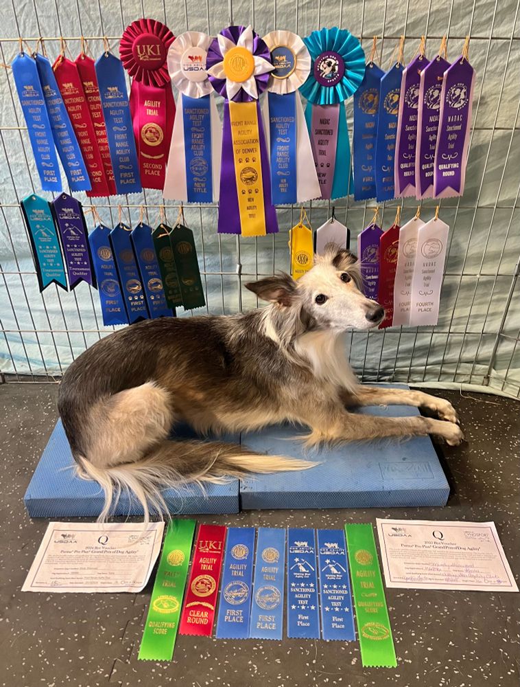 Korra the Silken Windhound lays amongst a display of ribbons of all colors and sizes