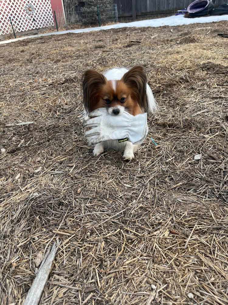 Pabu the Papillon dog is laying down facing the viewer with a leather glove in his mouth