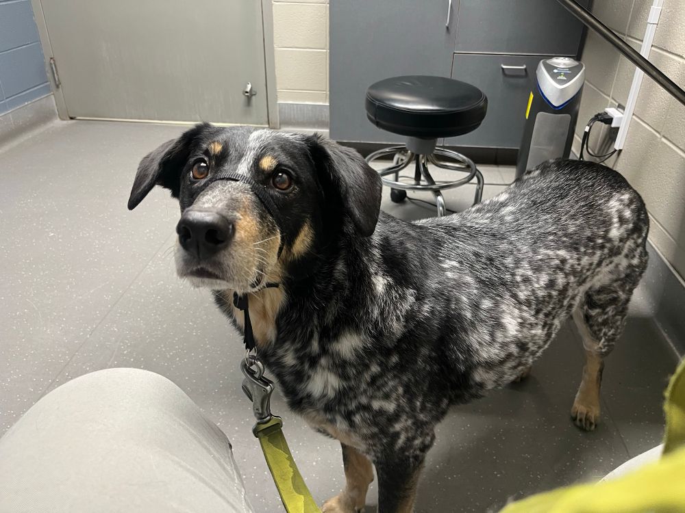 Django the black and white speckled mixed breed dog stands in a vet office. He has a green leash and is looking up at the camera with an alert expression