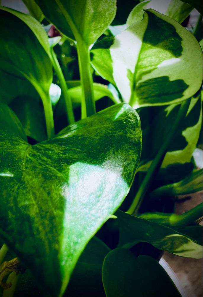 close up shot of a mix of pothos and philodendrons