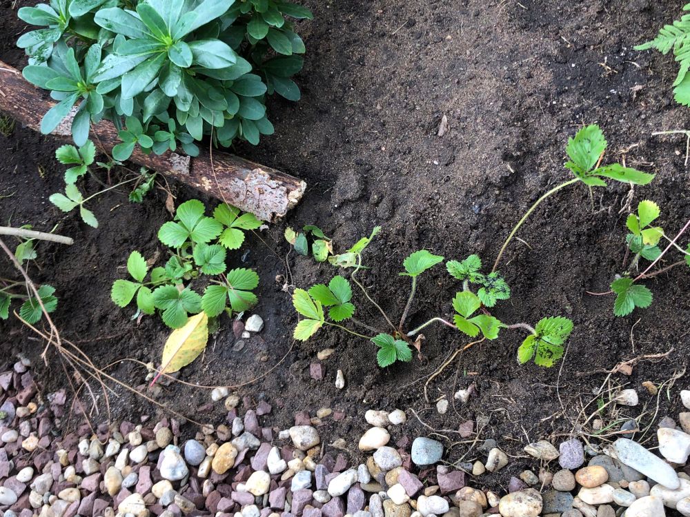 Neben einem Kiesbett, jede Menge Wald Erdbeeren. Daneben noch Mandelblättrige Wolfsmilch. 