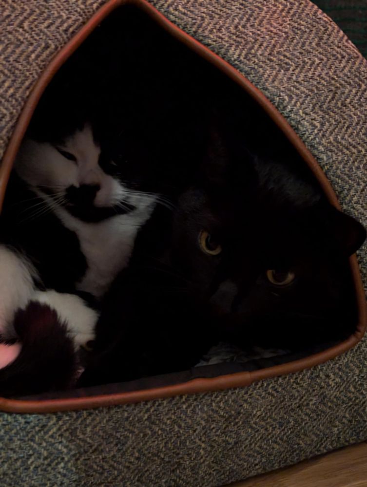 Here are two cats curled up in a pyramid cat bed, keeping warm on a cold winter’s day. One is black and white, the other all black. They look so smug, like they know they’re living the dream. Jasper, the black cat, looks a bit annoyed though—apparently, being disturbed by a camera is not part of the plan.

