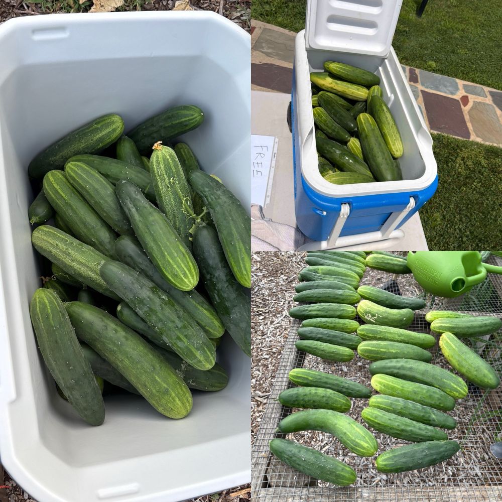 Lots of cucumbers. All the cucumbers.