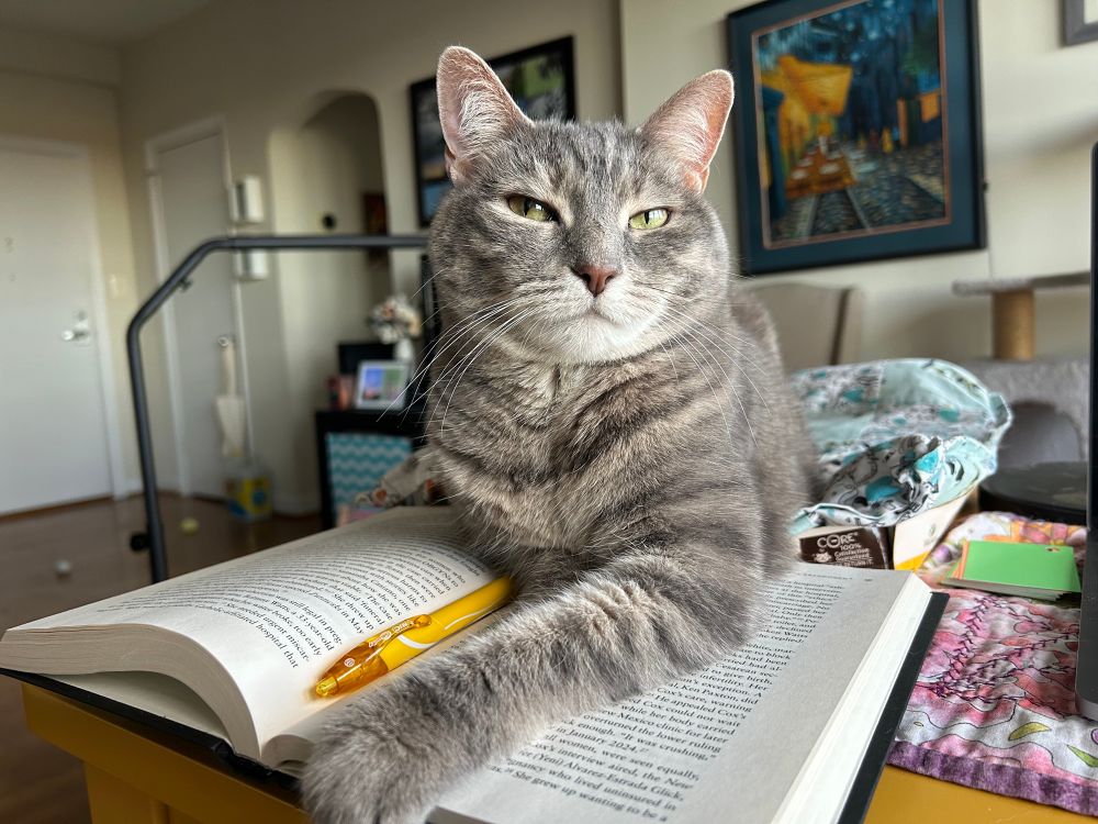 Grey striped cat laying in a cat bed. She has her front paw extended across an open book with a yellow pen resting in the pages. 