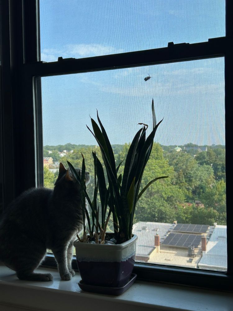 Gray striped cat sitting in a window next to a plant looking at a spotted lanternfly. 
