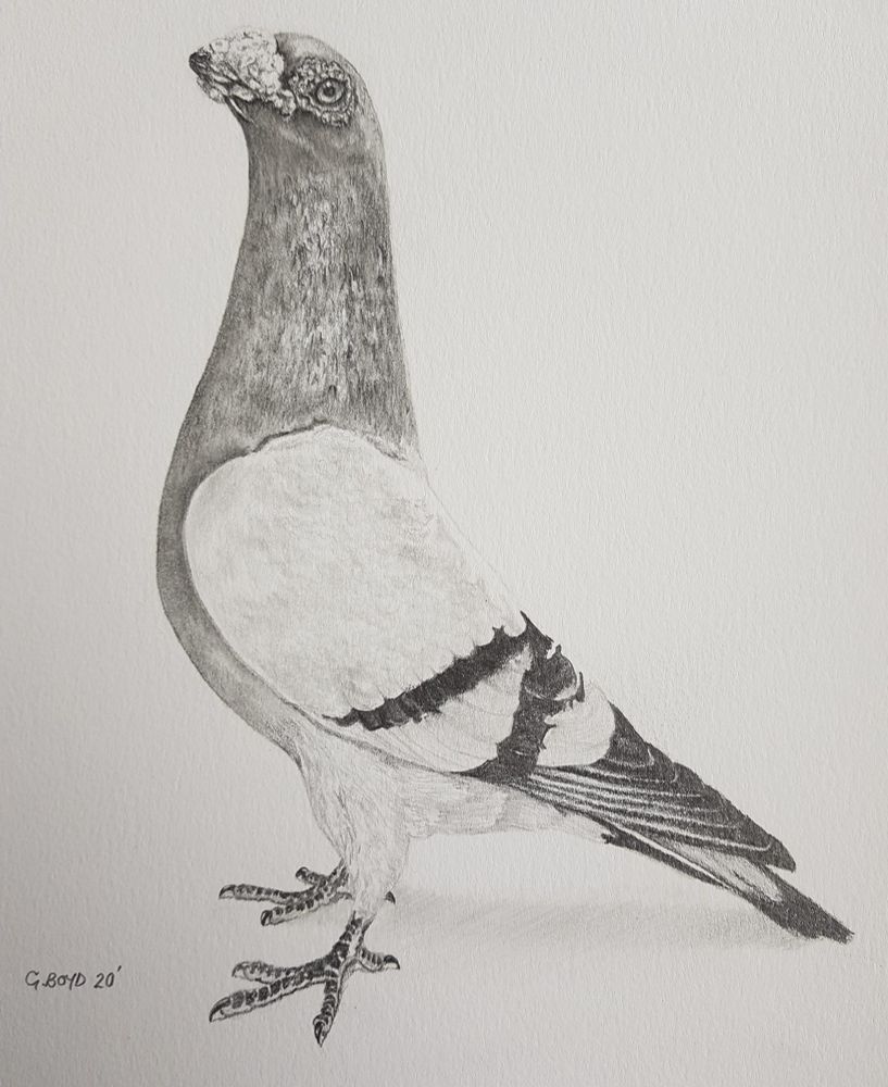 Graphite drawing of a blue bar Dragoon pigeon.