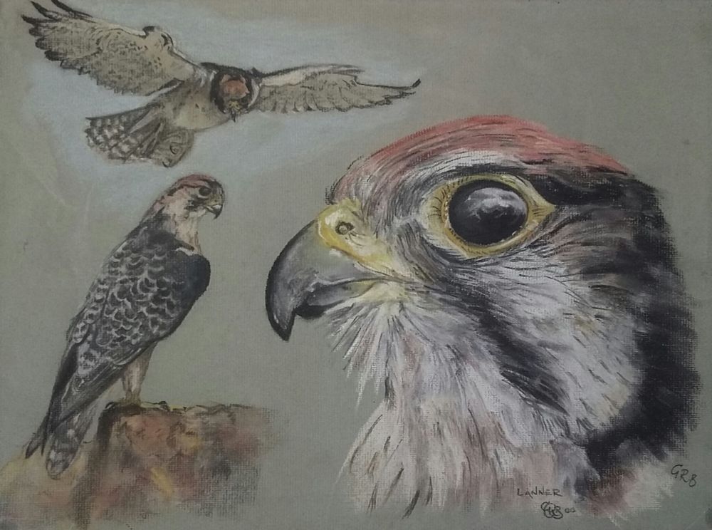 Soft pastel drawing showing three views of a Lanner falcon, one in flight, one stood on a rock and one of the face in profile.