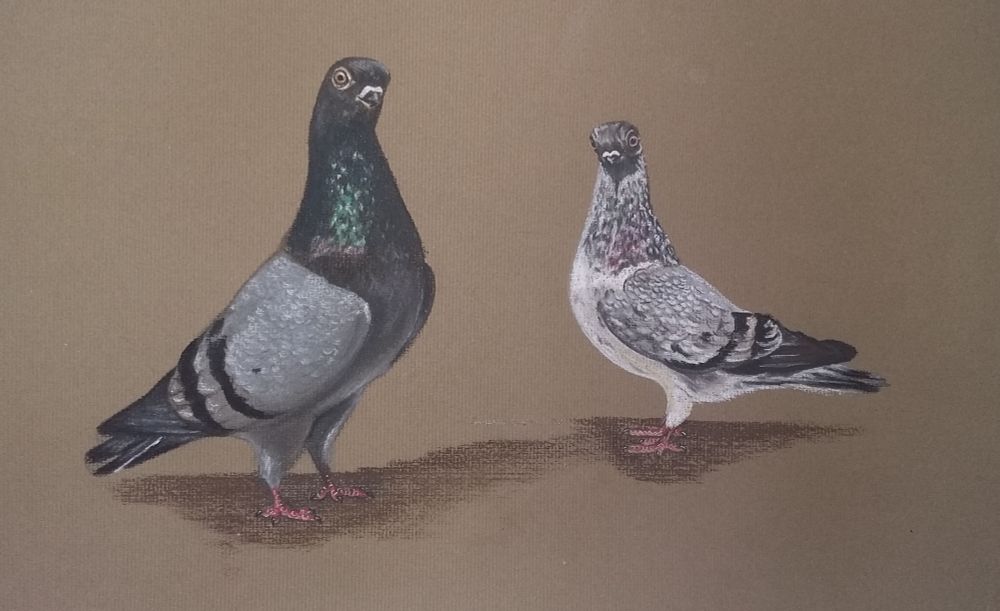 Pastel drawing depicting two Stettiner tumblers, domestic pigeon variety.