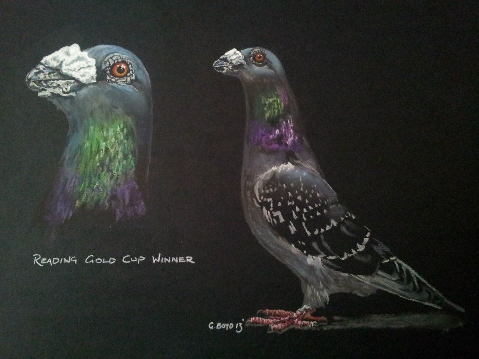 Soft pastel drawing depicting a blue cheq Dragoon pigeon.