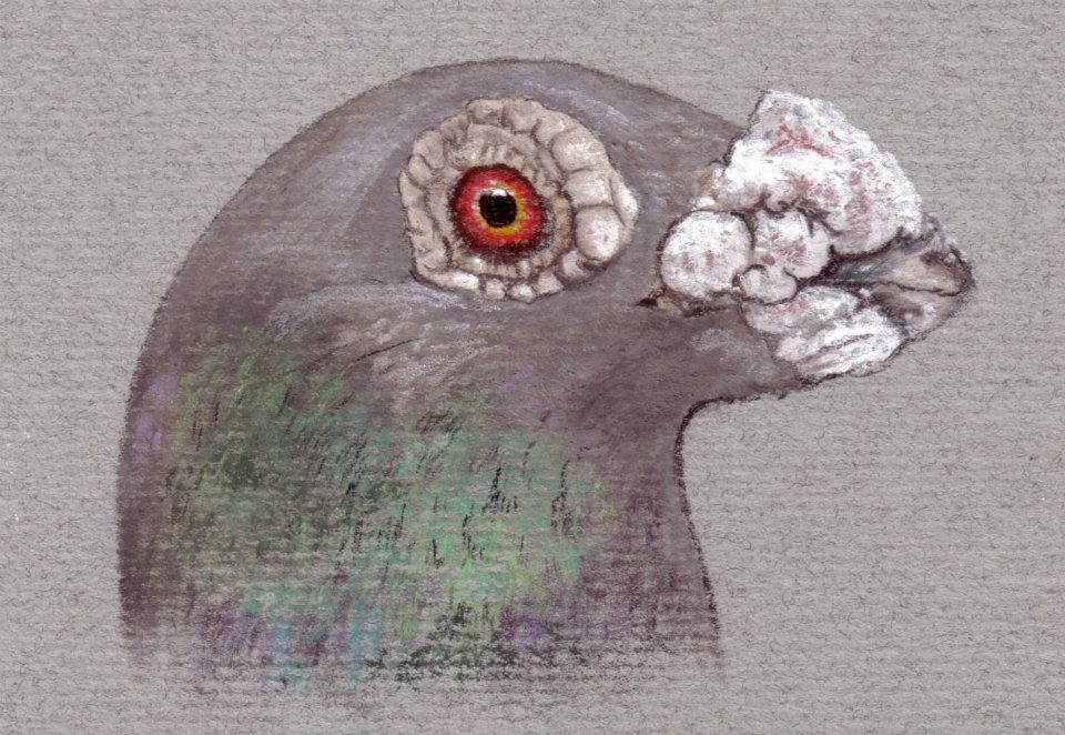 Soft pastel drawing depicting the head profile of a domestic pigeon variety, the Dragoon.