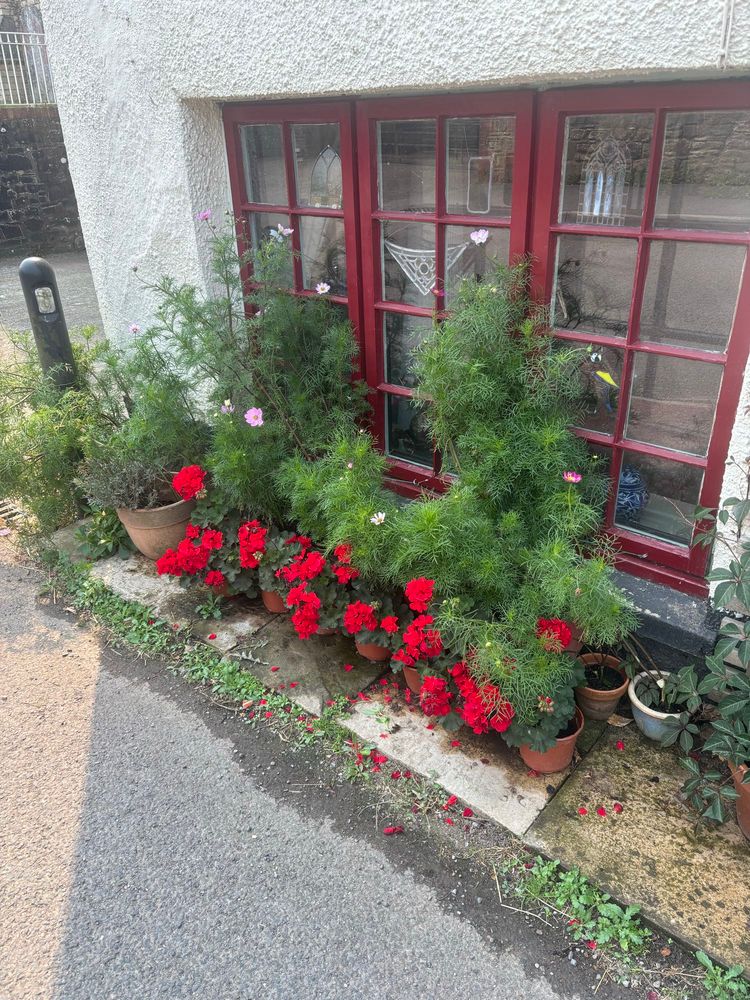 Roadside planters. Glowing geraniums 