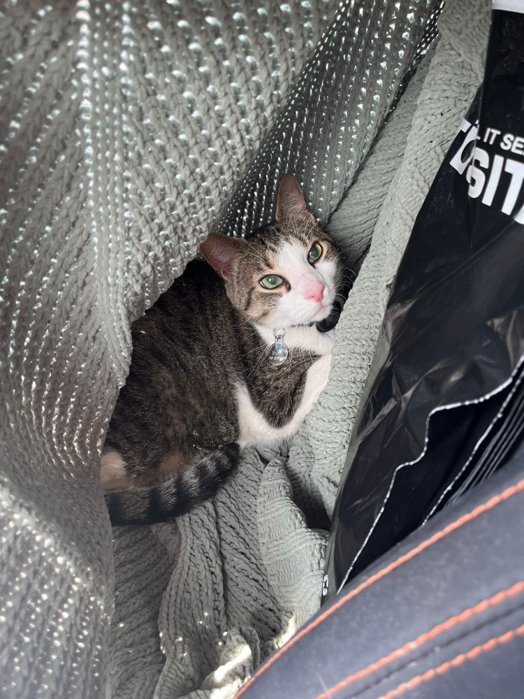 Photo of gray and white kitty under a blanket forth 