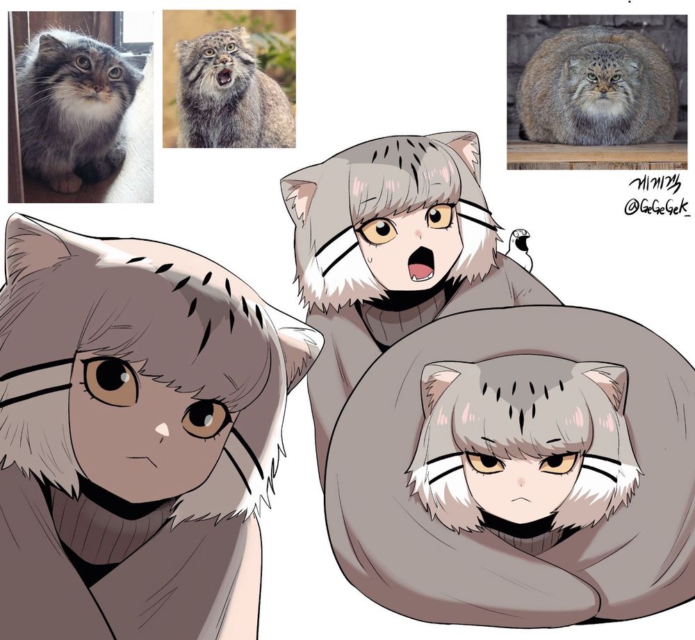 A collection of photos of Pallas cats in different poses and the artist then drew an anime character that’s part Pallas cat part human with cropped blonde hair, and Pallas cat ears in the matching cat poses. 