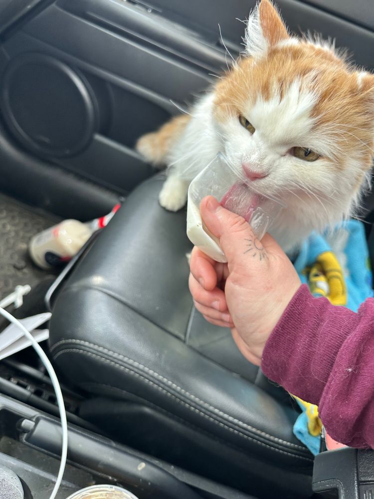 An orange and white cat in a car licking from a “pup cup” (whipped cream from Starbucks in a mini cup)