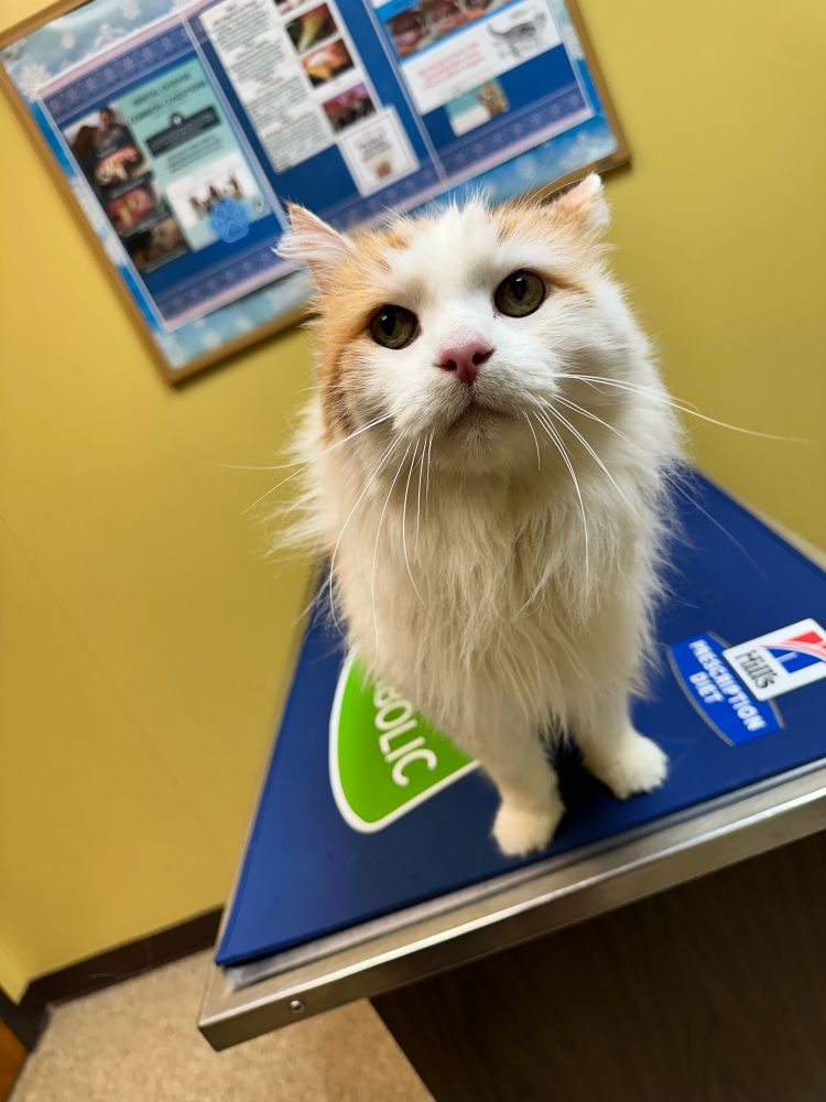 An older white and orange cat sheepishly looks up as he’s sitting on a veterinary table