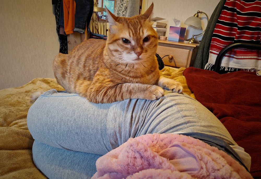 A large ginger short haired cat sits on the hip of a woman lying on her side on a bed covered Wythenshawe a good blanket