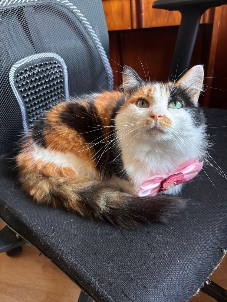 gatinha tricolor deitada em cima de uma cadeira de escritório, ela está olhando pra cima na direção da camera e tem um laço rosa no pescoço 