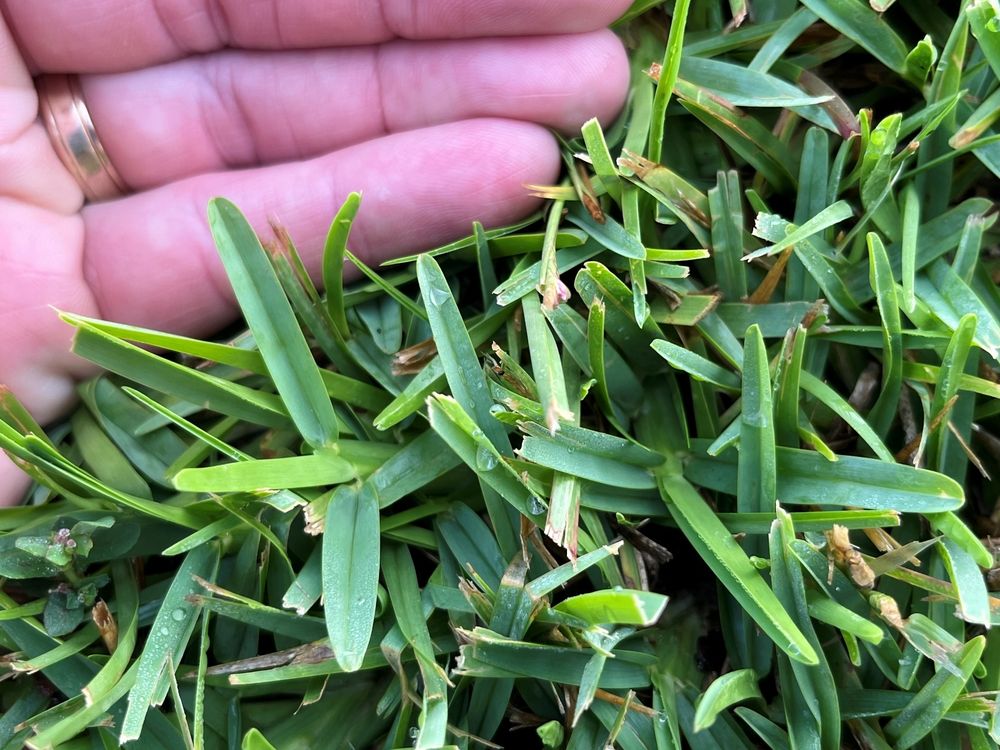 St Augustine grass with a human hand for size comparison. Thick wet leaves sprout from the ground