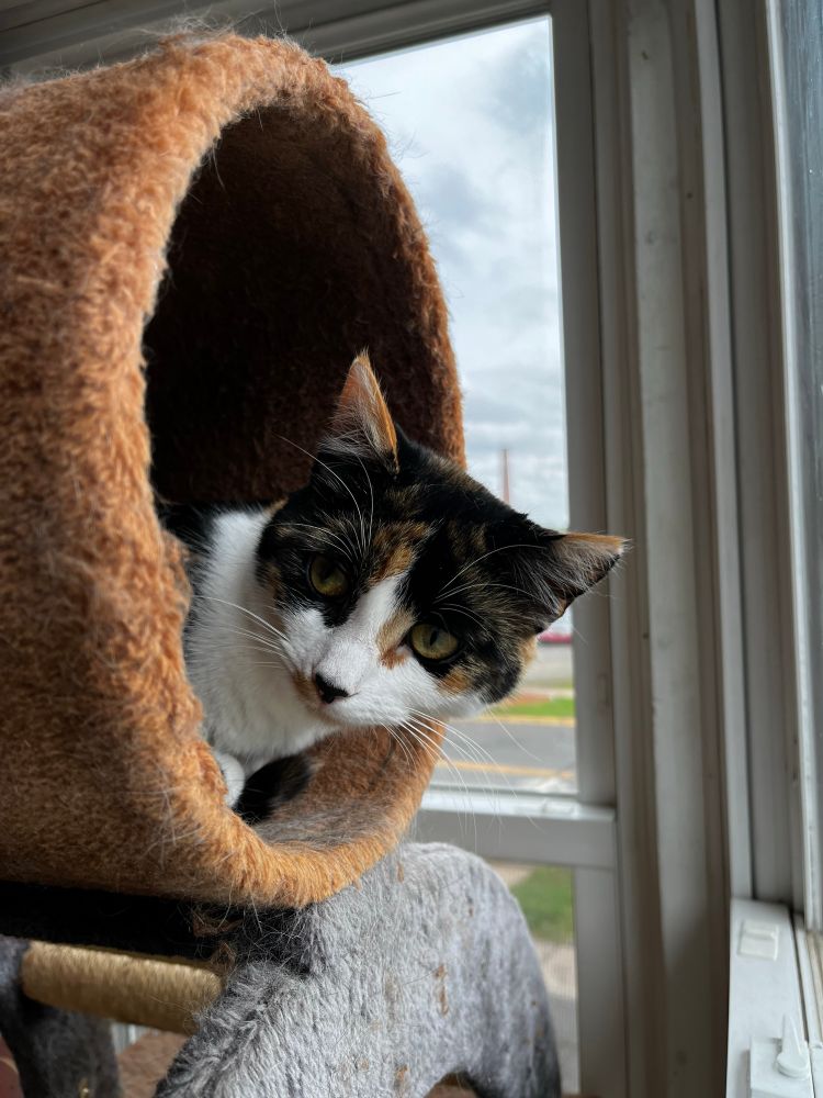 A calico cat visible poking out of a cat tree 