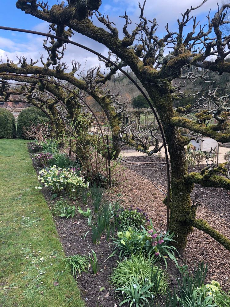A view through a curved plant trellis in an old garden with hellebores and other spring flowers lining the pathway. 