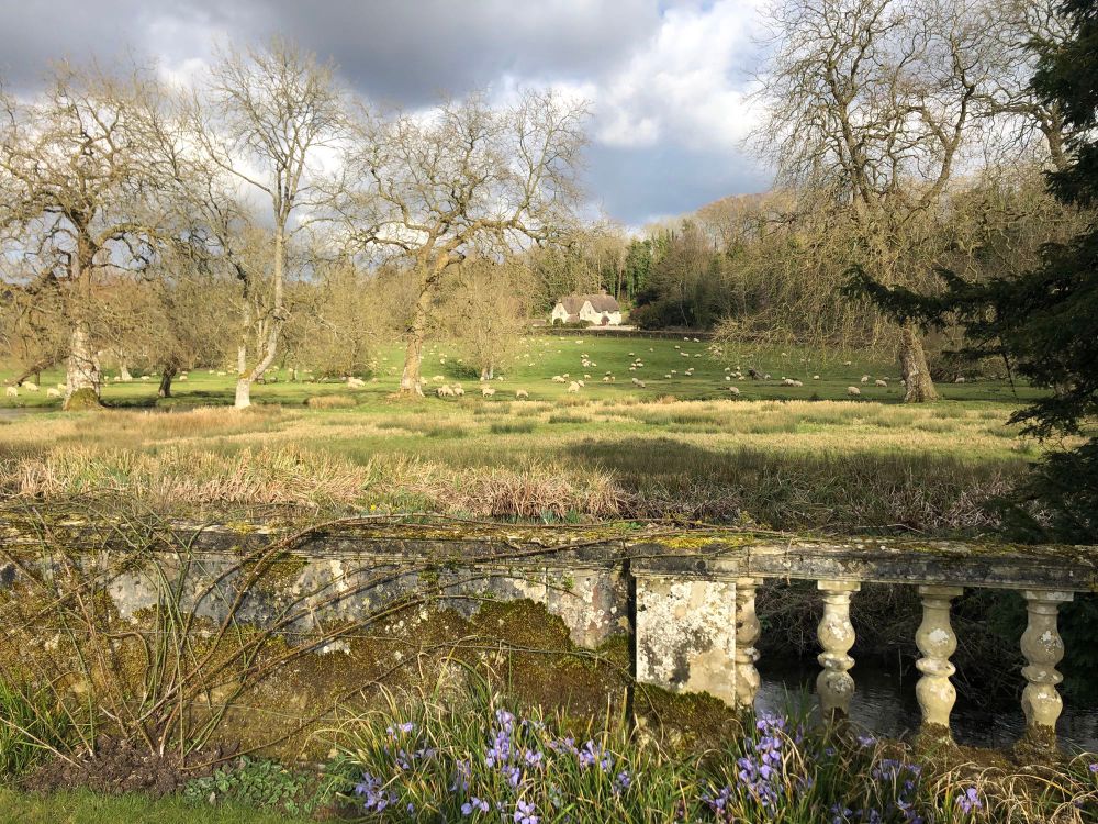 A view across a small river to a field full of sheep and a beautiful cottage in the distance. Blue spring flowers in the foreground. 