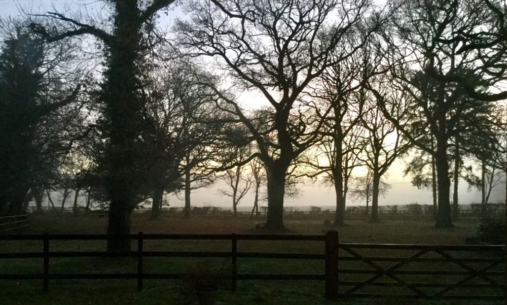 A beautiful November view of early sunlight through trees, with a hint of mist.
