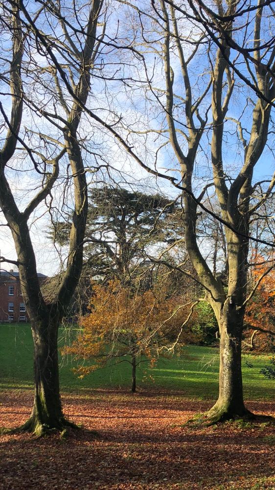 Two old forked trees caught in the autumn light with a carpet of russet fallen leaves and a blue sky.