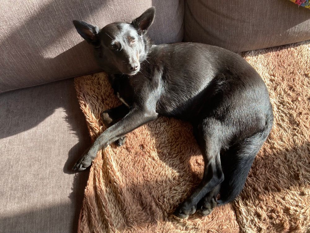 Shiny black dog relaxing in a sunny lounge with her eyes almost closed 