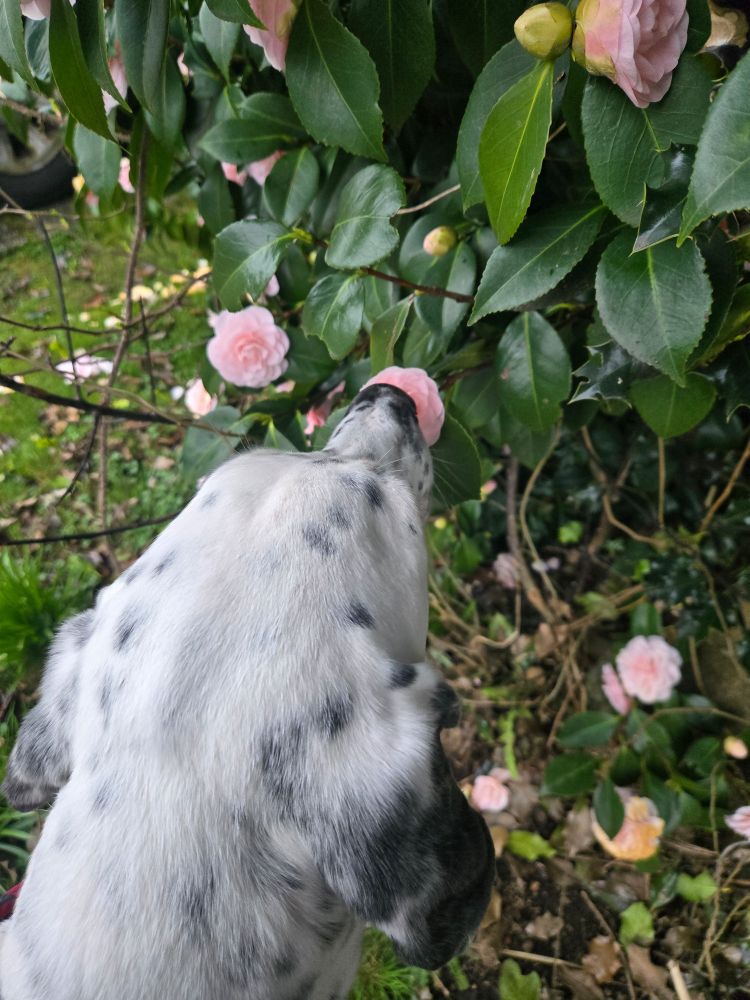 The back of the head of a big white dog with black spots, as he stops to smell a pink flower (I think it's a camelia)