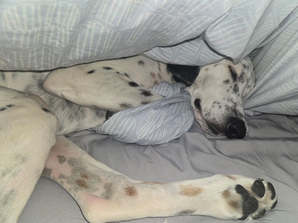 A dalmatian-esque dog sleeps sweetly under a light blue duvet