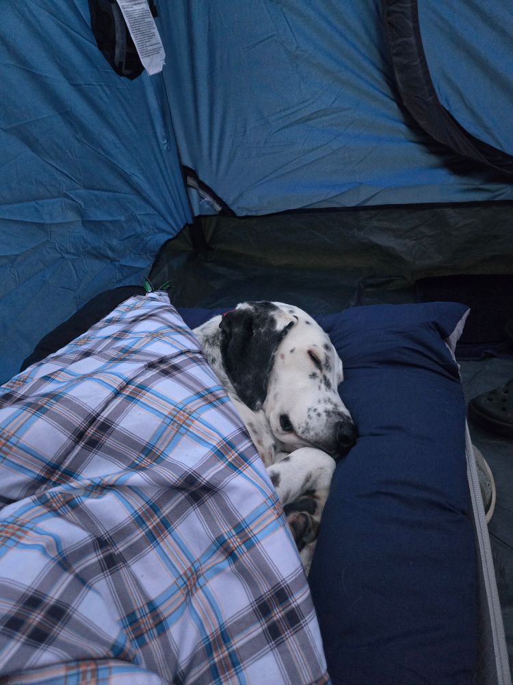 A dalmatian-esque dog sleeps peacefully on a camping cot in a blue tent.  He has a plaid blanket over him.