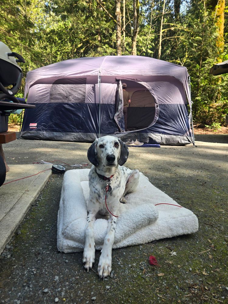 A cute dalmatian-esque dog lays on his white dog bed in a campground with a huge tent behind him