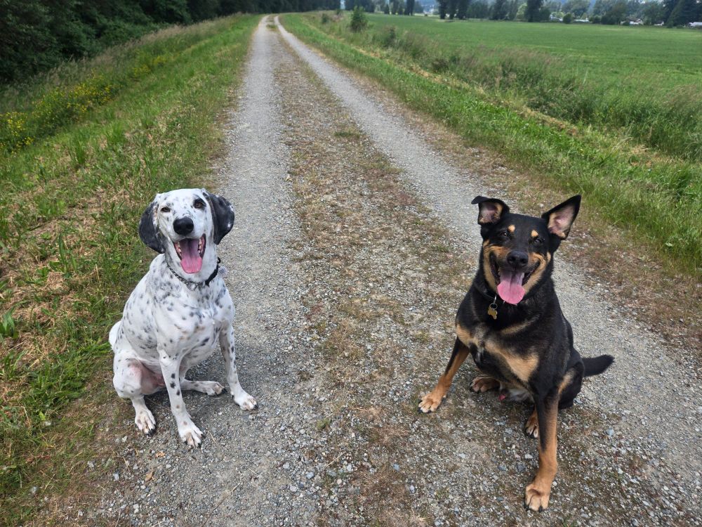 A dalmatian-esque dog and a black-and-tan shepherd mix sit side-by-side on a gravel trail, both smiling with their tongues out cause they had the best time running around.