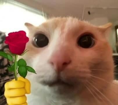 A meme of a cat holding a red rose 