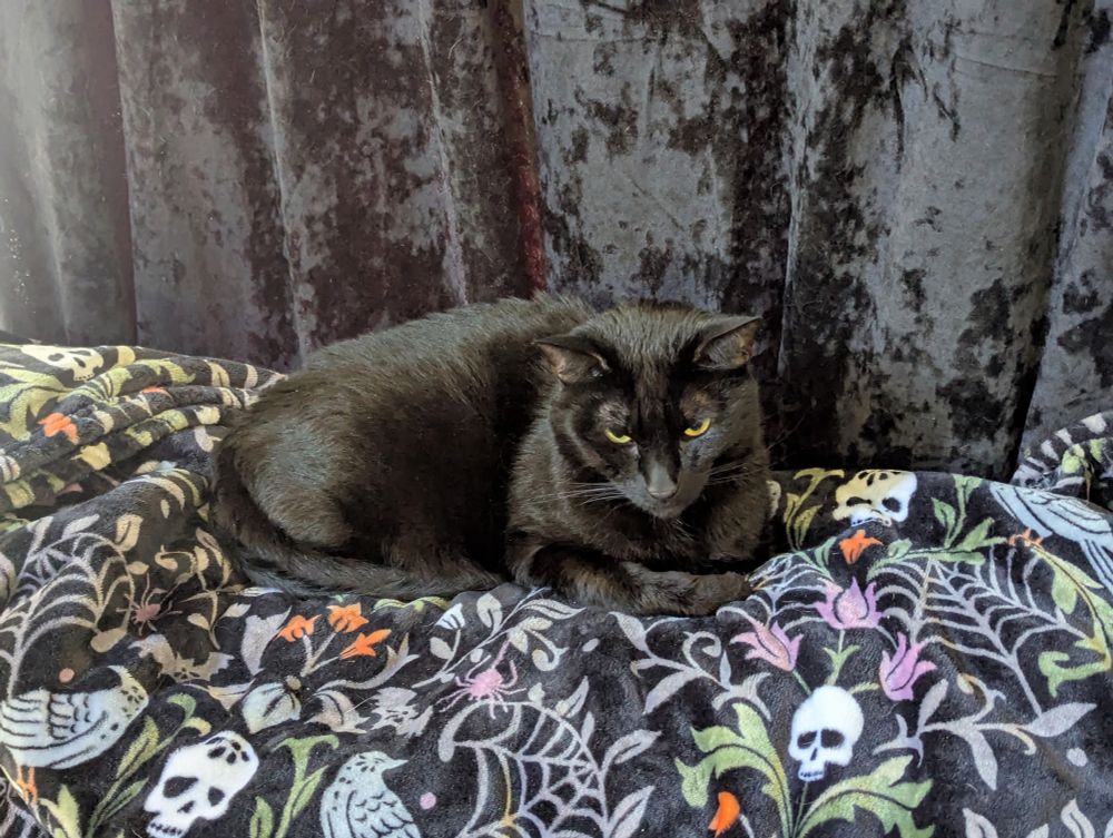 George, a perfect black cat resting on a Halloween themed fleece throw with a black crushed velvet curtain behind him. 