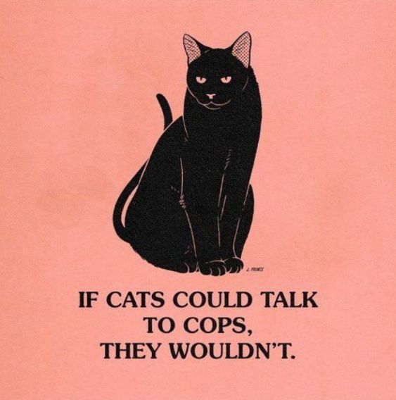 black cat seated on pink background. caption reads; if cats could talk to cops they wouldn't