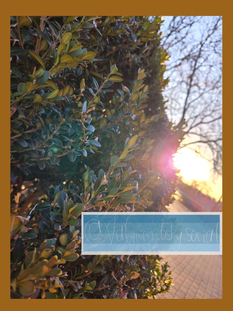 An up close picture of a green bush next to a brick path and railing. In the background is a bare tree and the rising Sun.