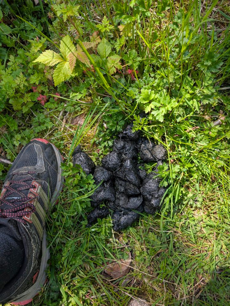 A pile of black bear scat lies in bright green grass with other small plants nearby. A black Adidas trail runner shoe us beside it for scale. The bear poop is comprised of about 25 black glistening oval clumps. Faint strands of grass are in the clumps.