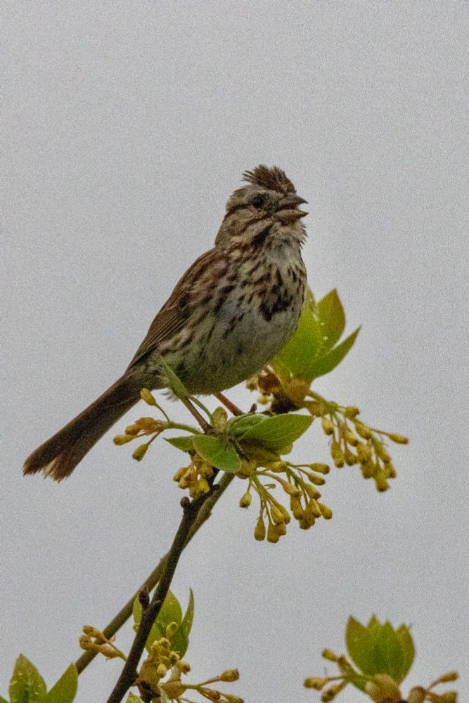 Song sparrow singing from a tree branch leafing out. 