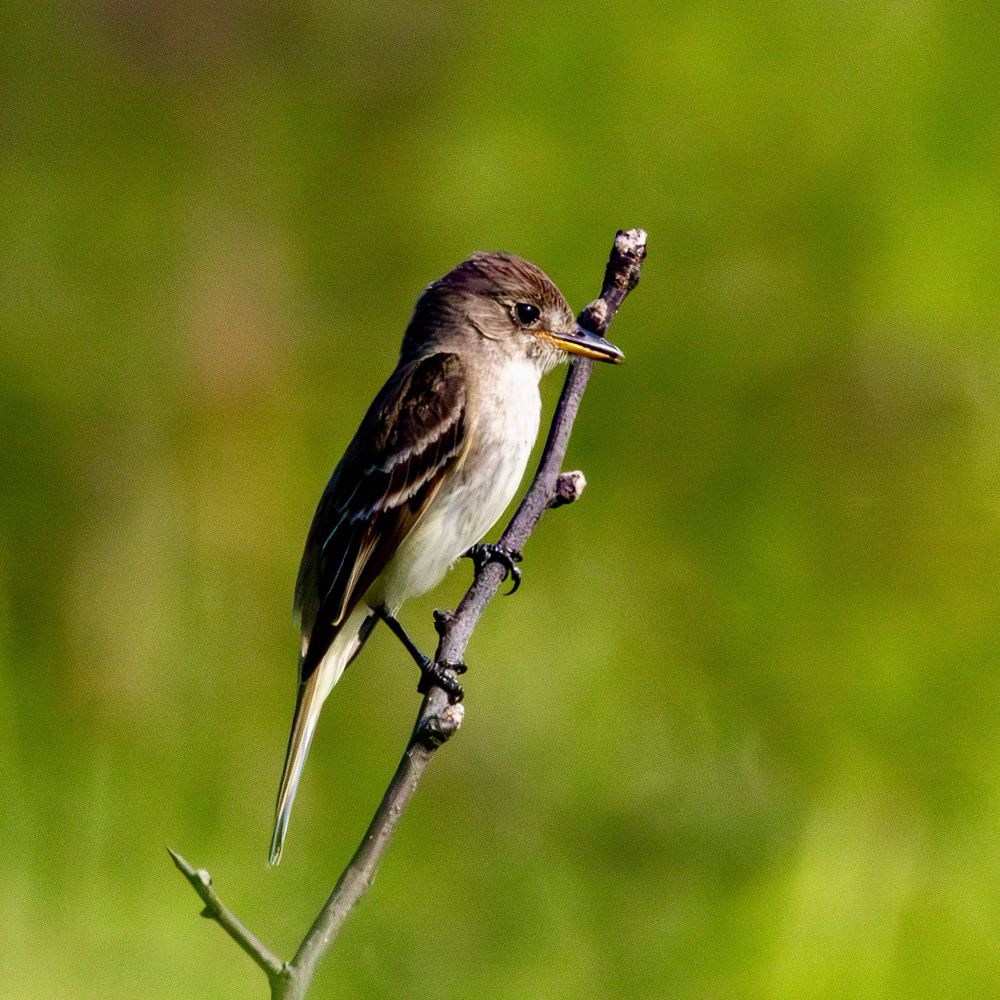 Willow flycatcher perched on a slim branch, with lush greenery in background. 
